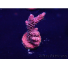 WYSIWYG Acropora Maricoltura acclimatata a LED