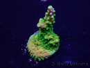 WYSIWYG Acropora Mariculture acclimated LED