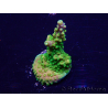 WYSIWYG Acropora Mariculture acclimated LED