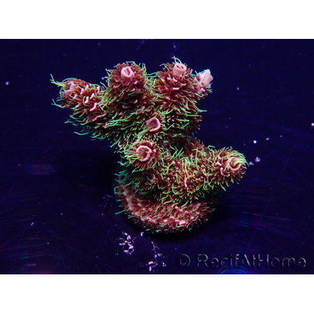 WYSIWYG Acropora 15W2 Mariculture acclimaté led