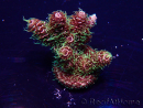 WYSIWYG Acropora Mariculture acclimated LED