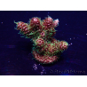 WYSIWYG Acropora 15W2 Mariculture acclimaté led
