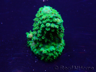 WYSIWYG Acropora Mariculture acclimated LED