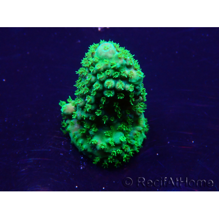 WYSIWYG Acropora 15W5 Mariculture acclimaté led