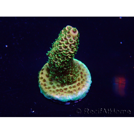 WYSIWYG Acropora Maricoltura acclimatata a LED