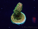 WYSIWYG Acropora Maricoltura acclimatata a LED