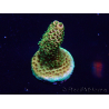 WYSIWYG Acropora Mariculture acclimated LED