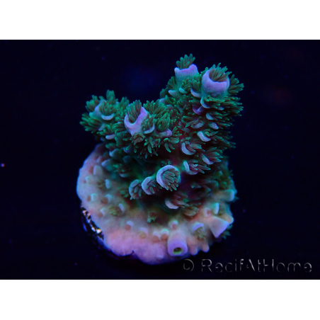 WYSIWYG Acropora Marikultur akklimatisiert LED