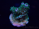WYSIWYG Acropora Maricultuur geacclimatiseerd LED