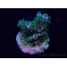 WYSIWYG Acropora Maricoltura acclimatata a LED