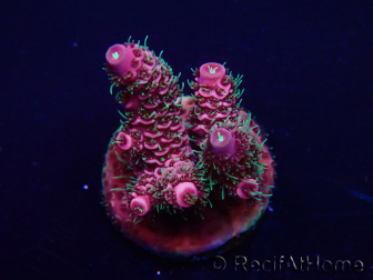WYSIWYG Acropora Maricoltura acclimatata a LED