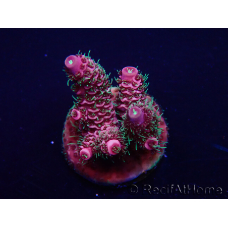 WYSIWYG Acropora Maricultuur geacclimatiseerd LED