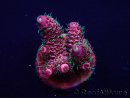 WYSIWYG Acropora Mariculture acclimated LED