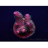 WYSIWYG Acropora Maricultura aclimatada LED