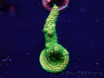 WYSIWYG Acropora 15W9 Mariculture acclimaté led
