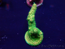 WYSIWYG Acropora Maricoltura acclimatata a LED