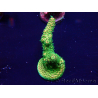WYSIWYG Acropora Maricultuur geacclimatiseerd LED