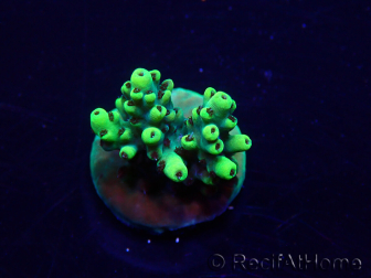 WYSIWYG Acropora Mariculture acclimated LED