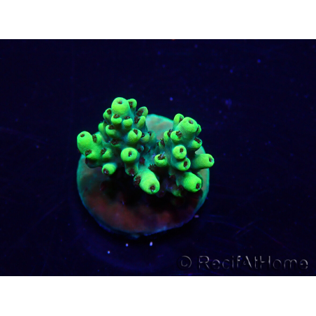 WYSIWYG Acropora Maricultuur geacclimatiseerd LED