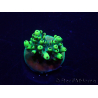 WYSIWYG Acropora 15W11 Mariculture acclimaté led