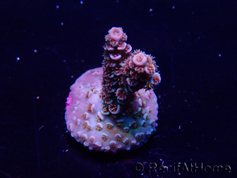 WYSIWYG Acropora Mariculture acclimated LED