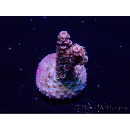 WYSIWYG Acropora Marikultur akklimatisiert LED