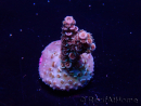 WYSIWYG Acropora Marikultur akklimatisiert LED
