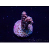 WYSIWYG Acropora Marikultur akklimatisiert LED