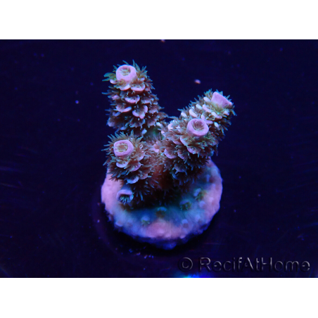 WYSIWYG Acropora Maricoltura acclimatata a LED