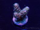 WYSIWYG Acropora Marikultur akklimatisiert LED