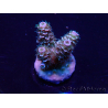 WYSIWYG Acropora Maricultuur geacclimatiseerd LED