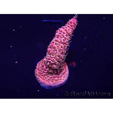 WYSIWYG Acropora Maricultuur geacclimatiseerd LED