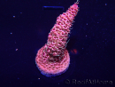 WYSIWYG Acropora Marikultur akklimatisiert LED