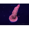 WYSIWYG Acropora 15X5 Mariculture acclimaté led