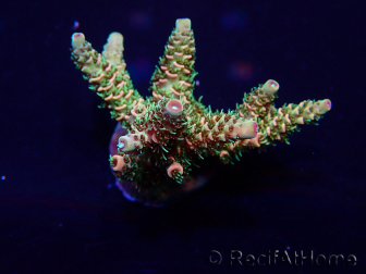 WYSIWYG Acropora Maricoltura acclimatata a LED
