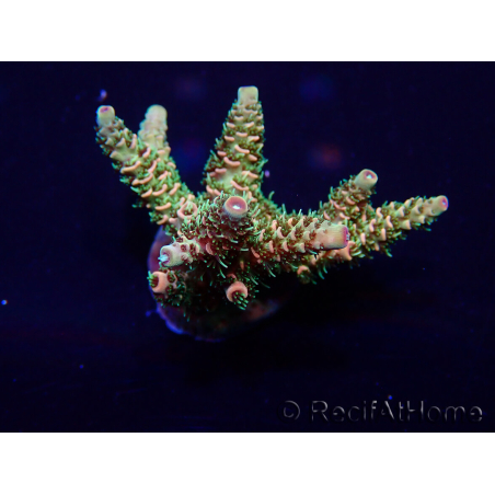 WYSIWYG Acropora Maricultuur geacclimatiseerd LED