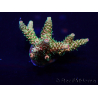 WYSIWYG Acropora Mariculture acclimated LED