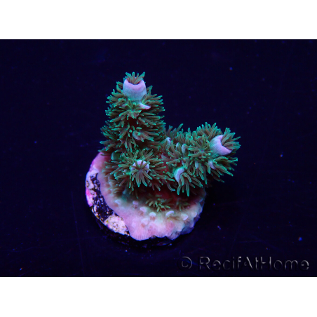WYSIWYG Acropora Mariculture acclimated LED