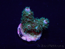 WYSIWYG Acropora Maricoltura acclimatata a LED