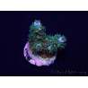 WYSIWYG Acropora Mariculture acclimated LED