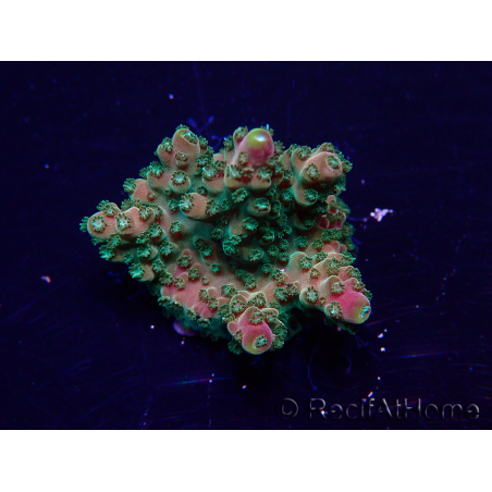 WYSIWYG Acropora Maricultuur geacclimatiseerd LED