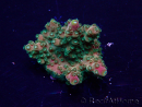 WYSIWYG Acropora Mariculture acclimated LED