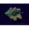 WYSIWYG Acropora Marikultur akklimatisiert LED