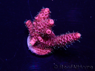 WYSIWYG Acropora Mariculture acclimated LED