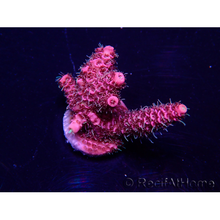WYSIWYG Acropora 15X10 Mariculture acclimaté led