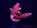 WYSIWYG Acropora Mariculture acclimated LED