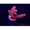 WYSIWYG Acropora Marikultur akklimatisiert LED