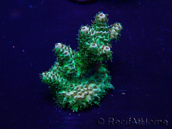 WYSIWYG Acropora Mariculture acclimated LED