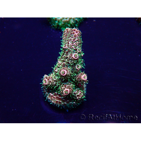 WYSIWYG Acropora Maricultura aclimatada LED