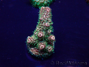 WYSIWYG Acropora Maricultuur geacclimatiseerd LED